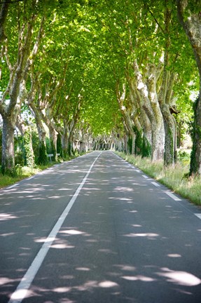 Framed Allee of trees, St.-Remy-De-Provence, Bouches-Du-Rhone, Provence-Alpes-Cote d&#39;Azur, France Print