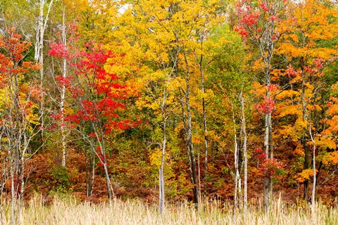 Framed Colorful Trees in the Forest during Autumn, Muskoka, Ontario, Canada Print