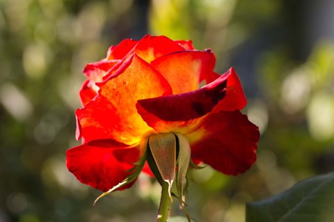 Framed Close-up of an orange rose, Los Angeles, California, USA Print
