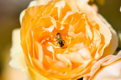 Framed Bee pollinating a yellow rose, Beverly Hills, Los Angeles County, California, USA Print