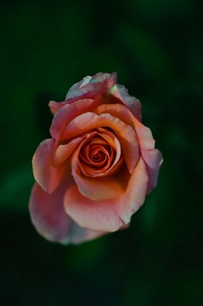 Framed Close-up of a pink rose, Beverly Hills, Los Angeles County, California, USA Print