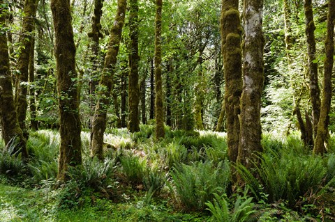 Framed Ferns and Trees, Quinault Rainforest, Olympic National Park, Washington State Print