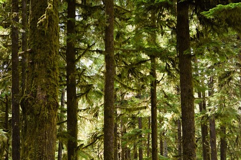 Framed Trees in a forest, Queets Rainforest, Olympic National Park, Washington State, USA Print