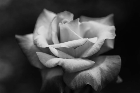 Framed Close-up of a rose, Los Angeles County, California, USA Print