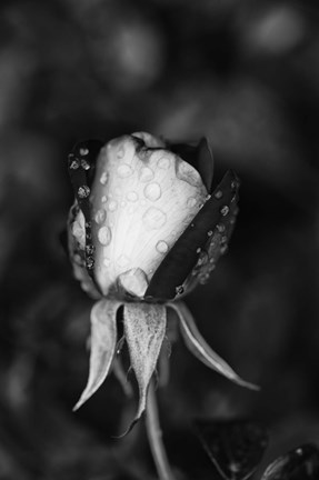 Framed Close-up of a Rose, Glendale, Los Angeles County, California (black and white) Print