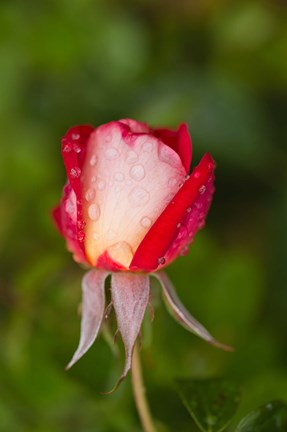 Framed Close-up of a Rose, Glendale, Los Angeles County, California Print