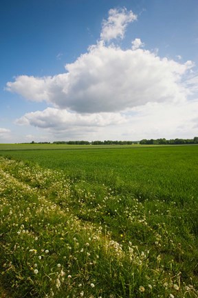 Framed Farm field in springtime, Bergen, Lower Saxony, Germany Print