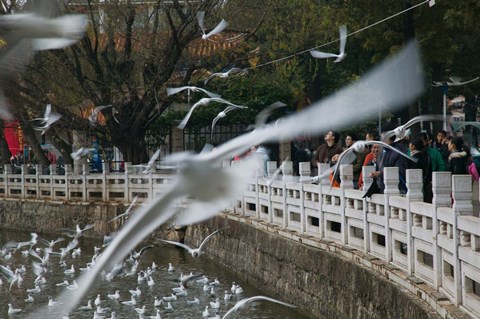 Framed People feeding the gulls in a park, Green Lake Park, Kunming, Yunnan Province, China Print