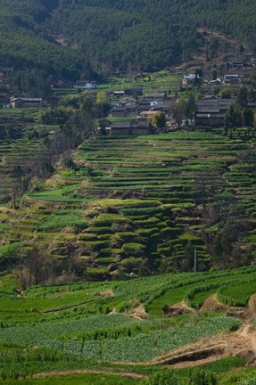 Framed Houses with terraced fields at mountainside, Heqing, Yunnan Province, China Print