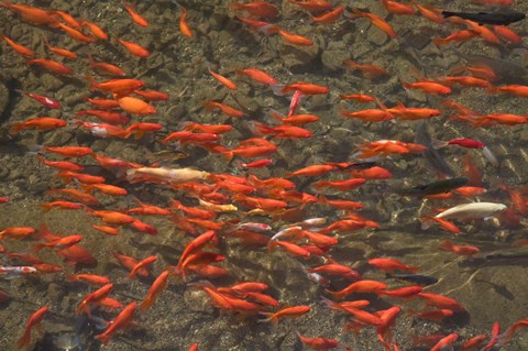 Framed Goldfish (Carassius auratus) swimming in the Yu River Canal, Old Town, Lijiang, Yunnan Province, China Print