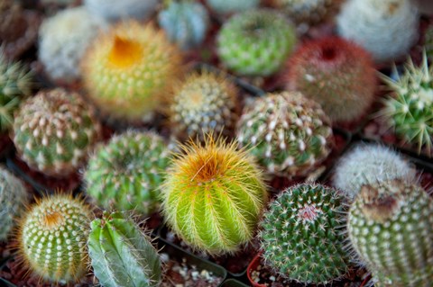 Framed Close-up of multi-colored Cacti Print
