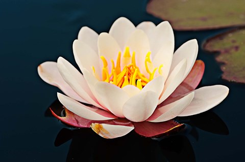 Framed Water lily in a pond, Mendocino Coast Botanical Gardens, Fort Bragg, California, USA Print
