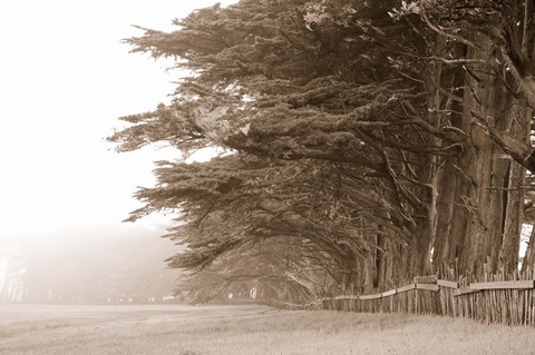 Framed Cypress trees along a farm, Fort Bragg, California, USA Print