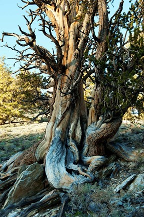 Framed Ancient Bristlecone Pine Forest, White Mountains, California Print