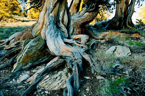 Framed Bristlecone Pine Grove at Ancient Bristlecone Pine Forest, White Mountains, California Print