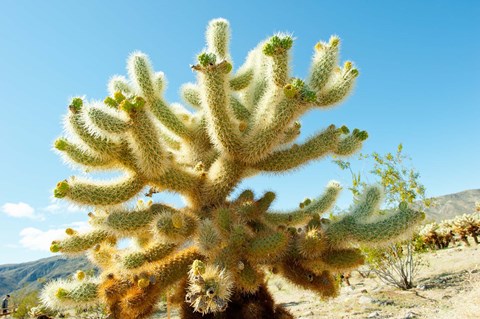 Framed Cactus at Joshua Tree National Park, California, USA Print