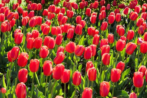 Framed Field of Red Tulips Print