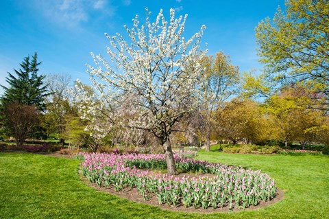 Framed Tree in Sherwood Gardens, Baltimore, Maryland Print