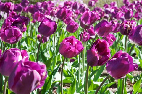 Framed Purple Tulips Print
