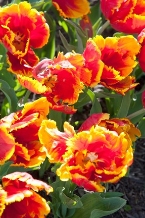 Framed Tulips at Sherwood Gardens, Baltimore, Maryland Print