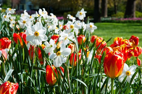 Framed Tulips and other flowers at Sherwood Gardens, Baltimore, Maryland, USA Print