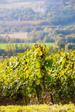 Framed Crops in a vineyard, Chigny-les-Roses, Marne, Champagne-Ardenne, France Print