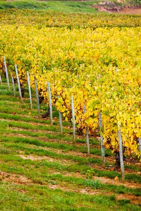 Framed Vineyard, Ozenay, Maconnais, Saone-et-Loire, Burgundy, France Print