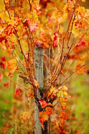 Framed Vineyard in autumn, Gaillac, Tarn, Midi-Pyrenees, France (vertical) Print