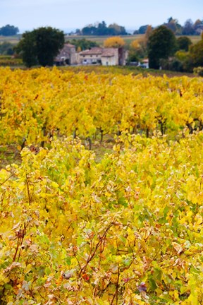 Framed Autumn Vineyards, Montagne, Gironde, Aquitaine, France Print