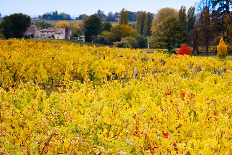 Framed Vineyards in Autumn, Montagne, Gironde, Aquitaine, France Print