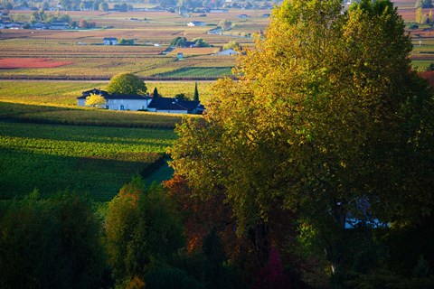 Framed Vineyards, Saint-Emilion, Gironde, Aquitaine, France Print