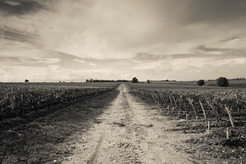 Framed Vineyards in autumn, Pauillac, Haut Medoc, Gironde, Aquitaine, France Print