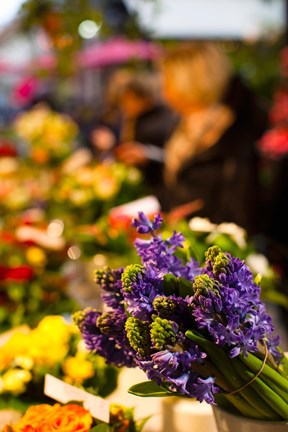 Framed Bunch of flowers at a flower shop, Rue De Buci, Paris, Ile-de-France, France Print