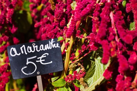 Framed Price tag on Amaranth flowers at a flower shop, Rue De Buci, Paris, Ile-de-France, France Print