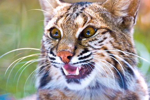Framed Close-up of a Bobcat (Lynx rufus) Print