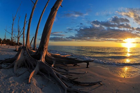 Framed Dead Trees on the Beach at Sunset, Lovers Key State Park, Lee County, Florida Print