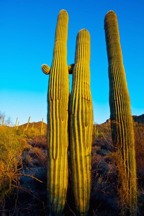 Framed Saguaro Cactus (carnegiea gigantea) in a desert, Tucson, Pima County, Arizona, USA Print