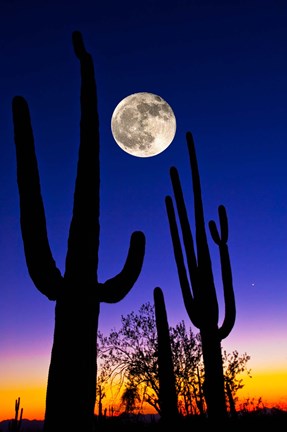Framed Moon over Saguaro cactus (Carnegiea gigantea), Tucson, Pima County, Arizona, USA Print