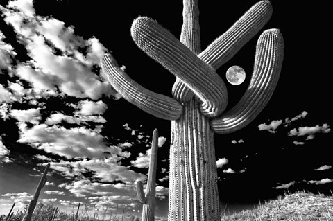 Framed Saguaro cactus, Tucson, Arizona (B&amp;W, horizontal) Print