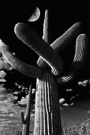 Framed Saguaro cactus, Tucson, Arizona (B&amp;W, vertical) Print