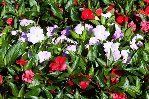 Framed Flowers in the garden at Villa Carlotta, Tremezzo, Lake Como, Lombardy, Italy Print