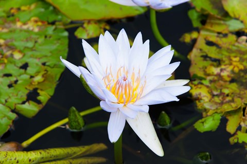 Framed Water lily with lily pads in a pond, Isola Madre, Stresa, Lake Maggiore, Piedmont, Italy Print