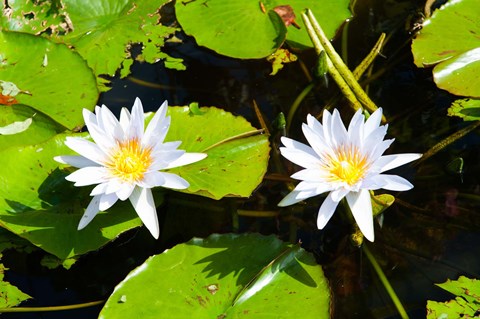 Framed Water lilies with lily pads in a pond, Isola Madre, Stresa, Lake Maggiore, Piedmont, Italy Print