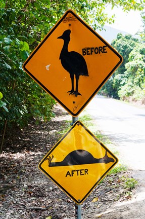 Framed Warning sign at the roadside, Cape Tribulation, Queensland, Australia Print