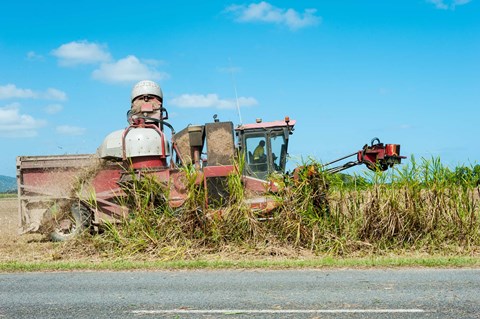 Framed Sugar Cane being Harvested, Australia Print