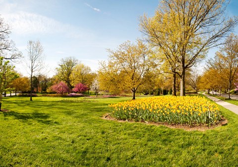 Framed Flowers with trees at Sherwood Gardens, Baltimore, Maryland, USA Print