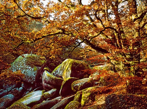 Framed Trees with Granite Rocks at Huelgoat forest in autumn, Finistere, Brittany, France Print