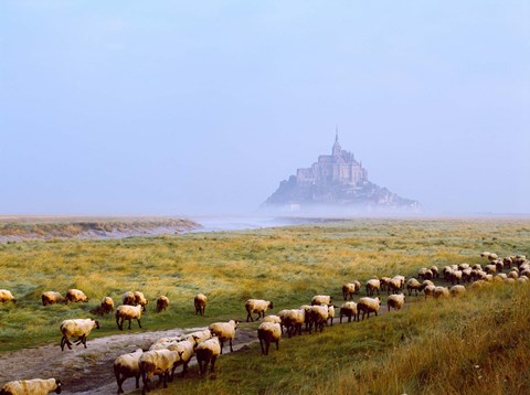 Framed Flock of sheep in a field with Mont Saint-Michel island in the background, Manche, Basse-Normandy, France Print