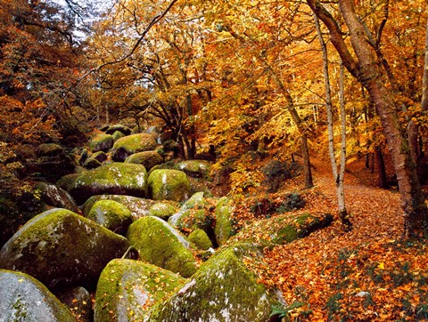 Framed Autumn Trees with Granite Rocks, Huelgoat forest, Finistere, Brittany, France Print