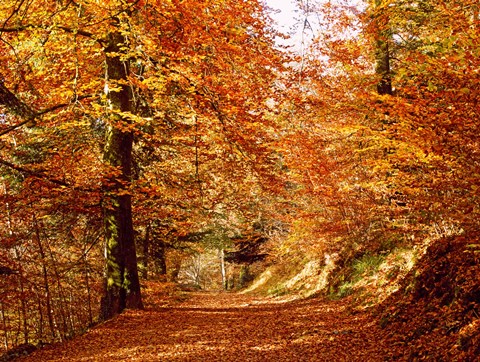 Framed Trees at Huelgoat forest in autumn, Finistere, Brittany, France Print